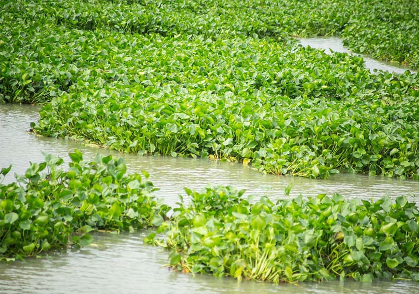 Photo of plants